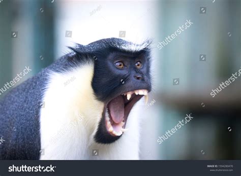 2,777 Monkey screaming Images, Stock Photos & Vectors | Shutterstock