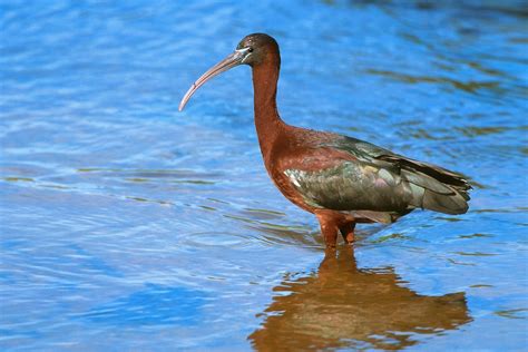 African Waterbirds – Nature Photography