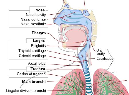 Nasal Cavity, Mouth & Pharynx | Anatomy, Structures & Functions | Study.com