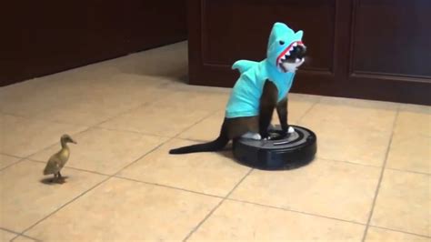 Cat In Shark Costume