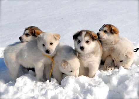 Husky Puppy Winter Wallpapers - Wallpaper Cave