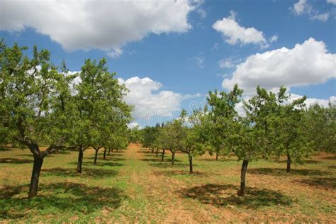 Almond tree orchard stock image. Image of almond, leaves - 5590337