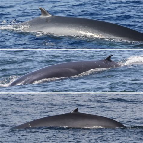 The Rice's Whale | Smithsonian Ocean