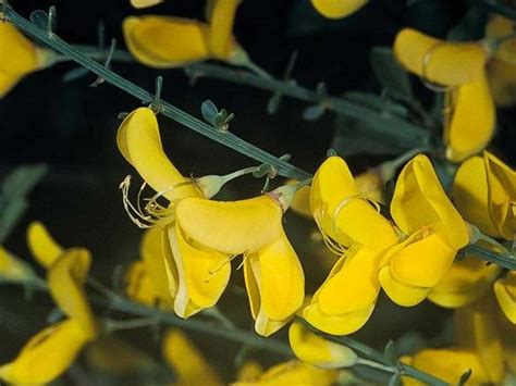 Cytisus scoparius Profile – California Invasive Plant Council