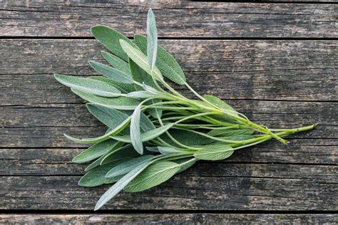 Fresh Sage – Northern Bay Organics