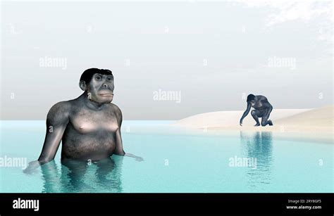 Homo Habilis - Human Evolution Stock Photo - Alamy