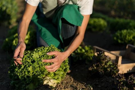 🥗How To Harvest Romaine Lettuce - Step-by-step Guide