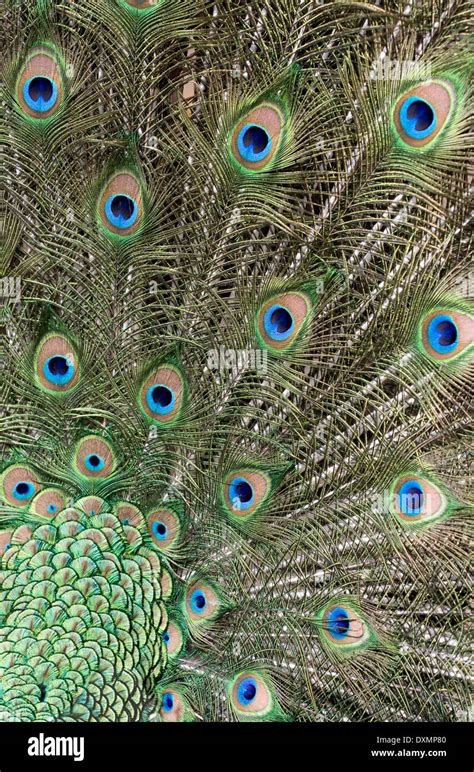 Peacock tail feathers Stock Photo - Alamy