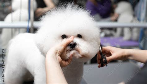 Bichon frise grooming. Happy Bichon frise. Grooming process. Dog ...