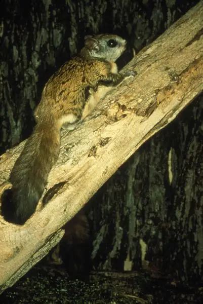 Northern Flying Squirrel - Facts, Diet, Habitat & Pictures on Animalia.bio