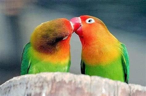 So sweet♡♡♡ | Aves de estimação, Parrot, Animais beijando