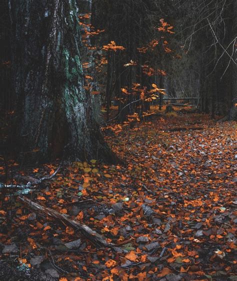 Dark Autumn Forest Wallpapers - Wallpaper Cave