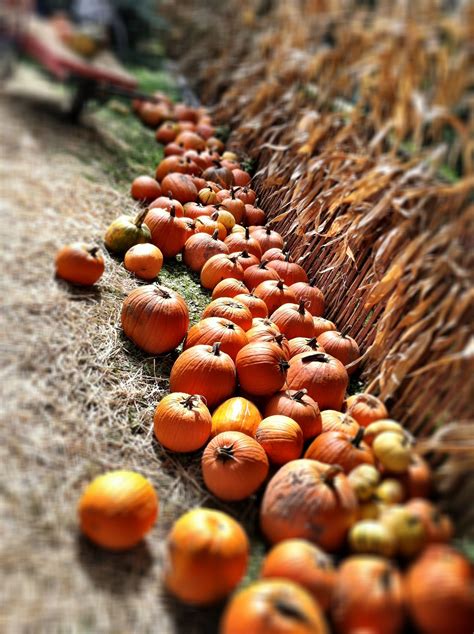 Pumpkinland at Miller's Apple Hill | Pumpkin patch, Pumpkin, Favorite