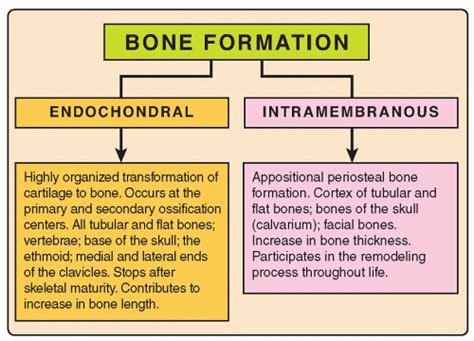 Bone Formation and Growth | Radiology Key