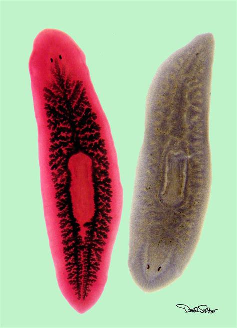 Planaria anatomy diagram Diagram | Quizlet