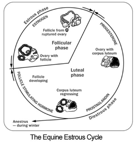 Understanding the Mare's Estrous Cycle Chart - NexGen Pharmaceuticals