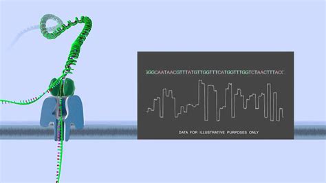 Nanopore Sequencing (PromethION) | DNA Technologies Core