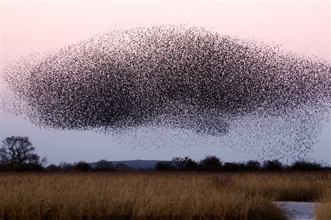 What to Do if You Spot a Swarm of Bees? - Live Bee Removal