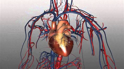 The Heart and Major Vessels - PART 1 - Anatomy Tutorial - YouTube