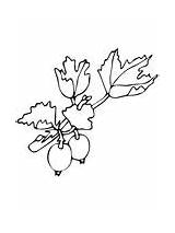 Gooseberry coloring pages  Free Coloring Pages sketch template