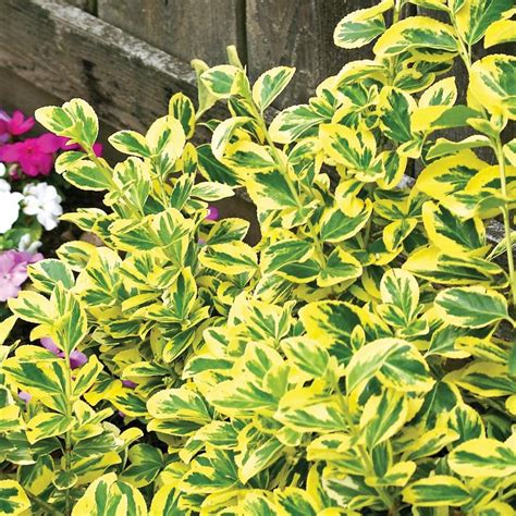 Euonymus fortunei 'Emerald n' Gold' (PP2231) from NVK Nurseries