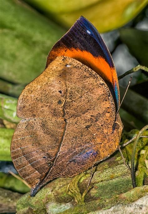 Dead Leaf Butterfly / Dead Leaf Butterfly Amazing Camouflage About Wild Animals | van der Borgh ...