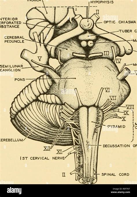 Tuber cinereum hi-res stock photography and images - Alamy