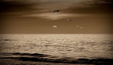 Sunset Sea Gulls - Free photo on Pixabay