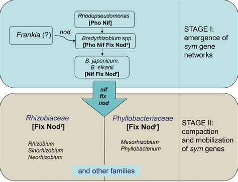 Frontiers | Microevolution, speciation and macroevolution in rhizobia: Genomic mechanisms and ...