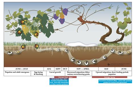 grub | Biocontrol Bytes