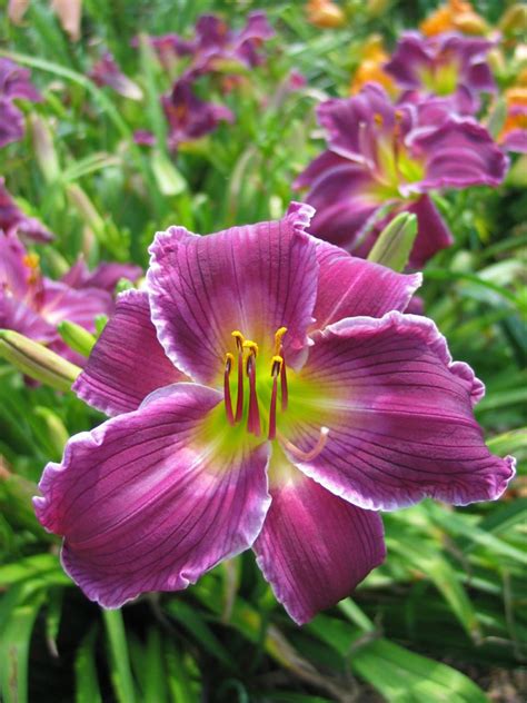 Daylily Varieties | Daylily Photos | HGTV