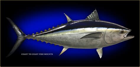 Bluefin Tuna Fish Mount and Fish Replicas | Coast-to-Coast