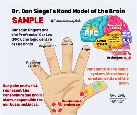 Dr. Dan Siegel's Hand Model of the Brain