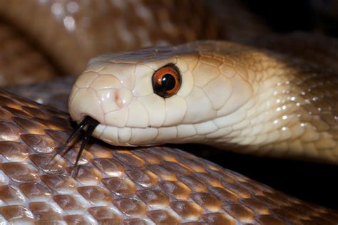 Coastal taipan (Oxyuranus scutellatus)Found: in an arc along the east ...