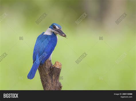 Blue White Kingfisher Image & Photo (Free Trial) | Bigstock