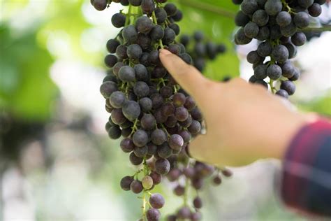 Grape harvest farm 4550684 Stock Photo at Vecteezy