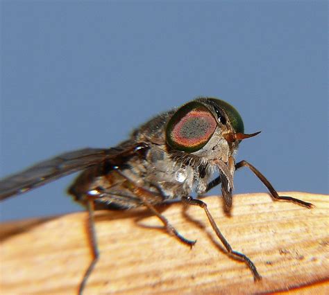 Half size biting fly Tabanidae Airlie Beach P1230118 | Flickr