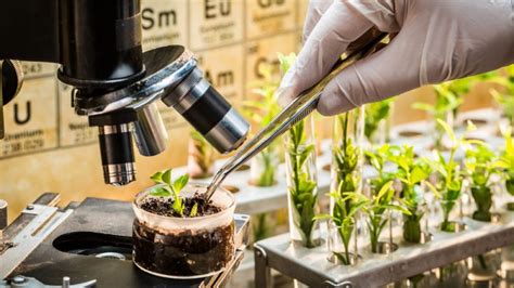 De Castro MEP: New plant breeding techniques are nothing like ‘Frankenstein’ GMOs - Euractiv