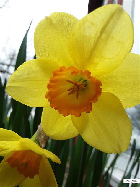 Yellow Daffodils Photograph by Peter Jordan - Fine Art America