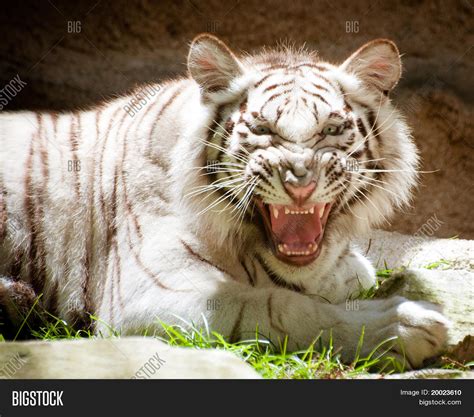 White Bengal Tiger Image & Photo (Free Trial) | Bigstock