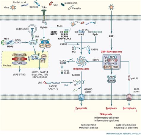 Intracellular innate immune receptors: Life inside the cell ...