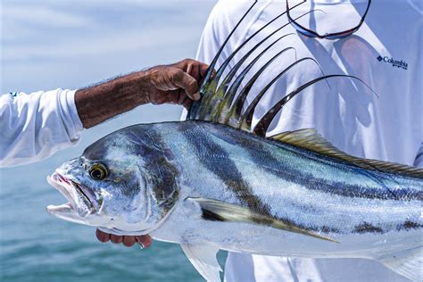 Roosterfish Costa Rica - Plan Your Inshore Roosterfish Fishing Trip Today