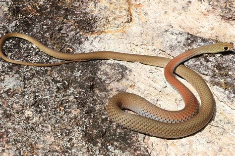 Yellow Faced Whip Snake - South East Snake Catcher - Gold Coast