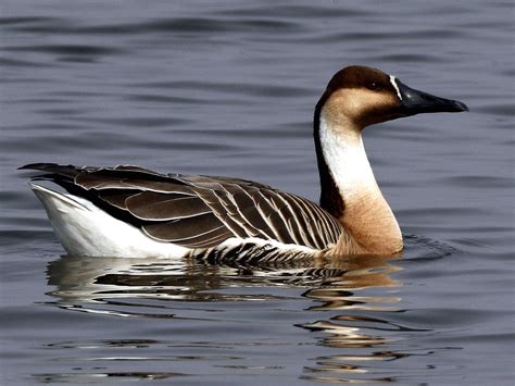 Swan Goose (Anser cygnoides) by LonelyShrimp | Animals, Goose, Waterfowl