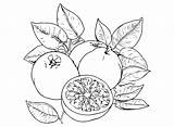 Images Grapefruit Coloring Page  Free Printable Pages sketch template