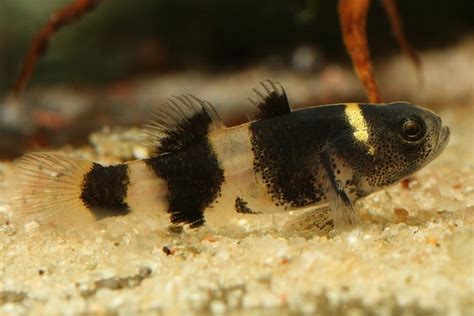 Bumblebee goby Care Guide: Diet, Tank Mates, Diseases, Breeding & More