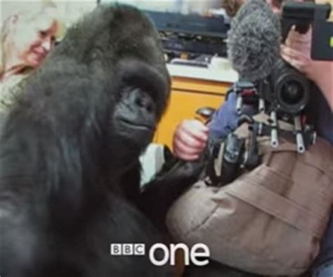 Koko: The Gorilla who Talks to People - Trailer Song - BBC One Documentary