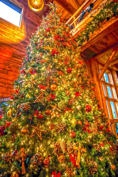 Huge Christmas Tree Free Stock Photo - Public Domain Pictures