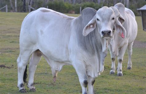 Pure Breed Polled Grey Brahman Bulls | Livestock - Beef Cattle