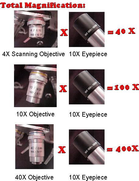 48+ How To Calculate The Magnification Of A Microscope - Nersyaminarsih